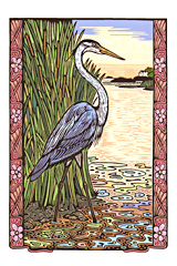 (great blue heron)